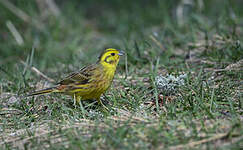 Bruant jaune