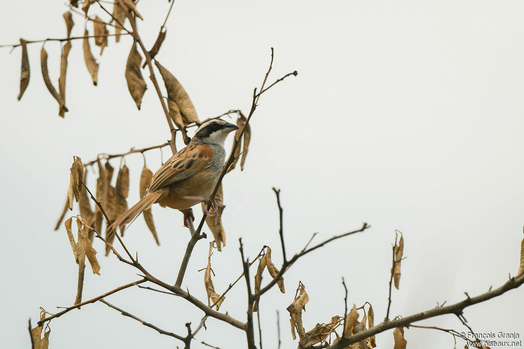 Stripe-headed Sparrow