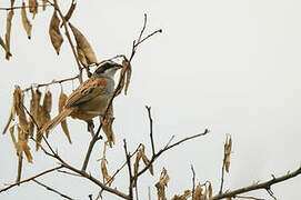 Stripe-headed Sparrow