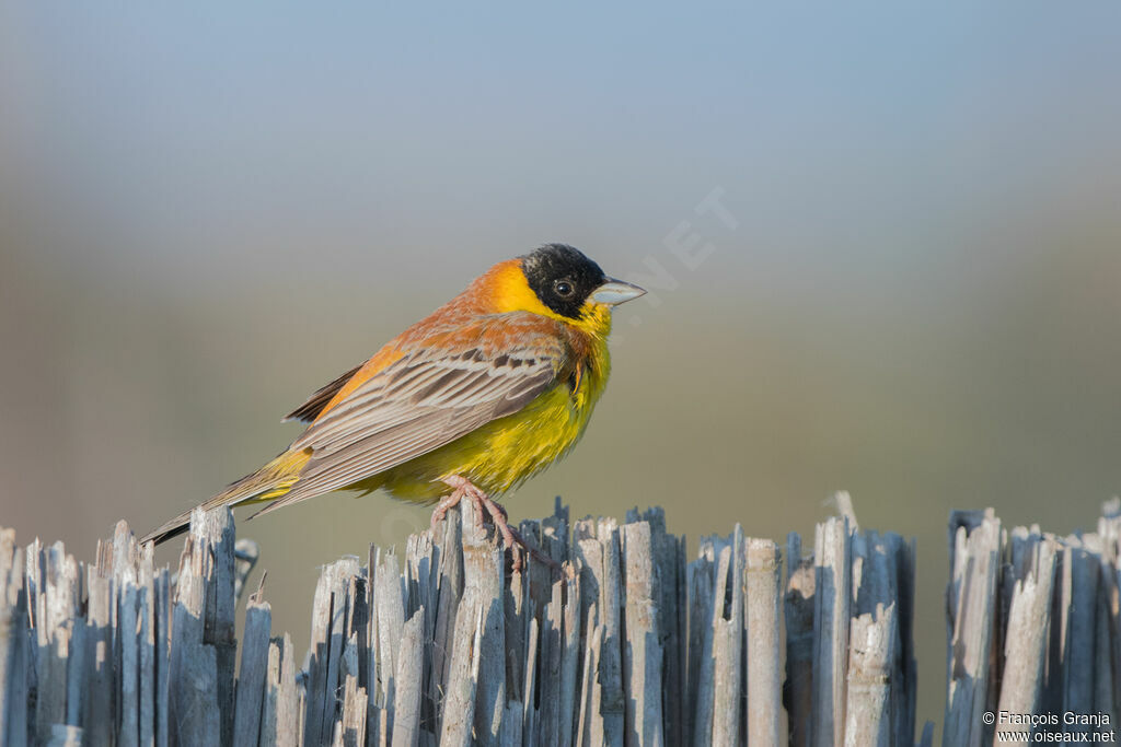 Black-headed Bunting male adult breeding