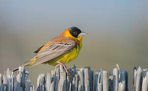 Black-headed Bunting