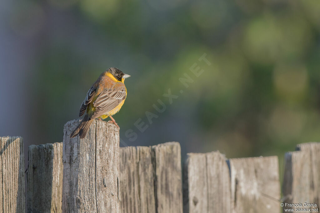 Black-headed Bunting male adult breeding