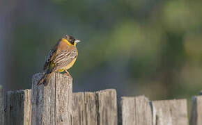 Black-headed Bunting