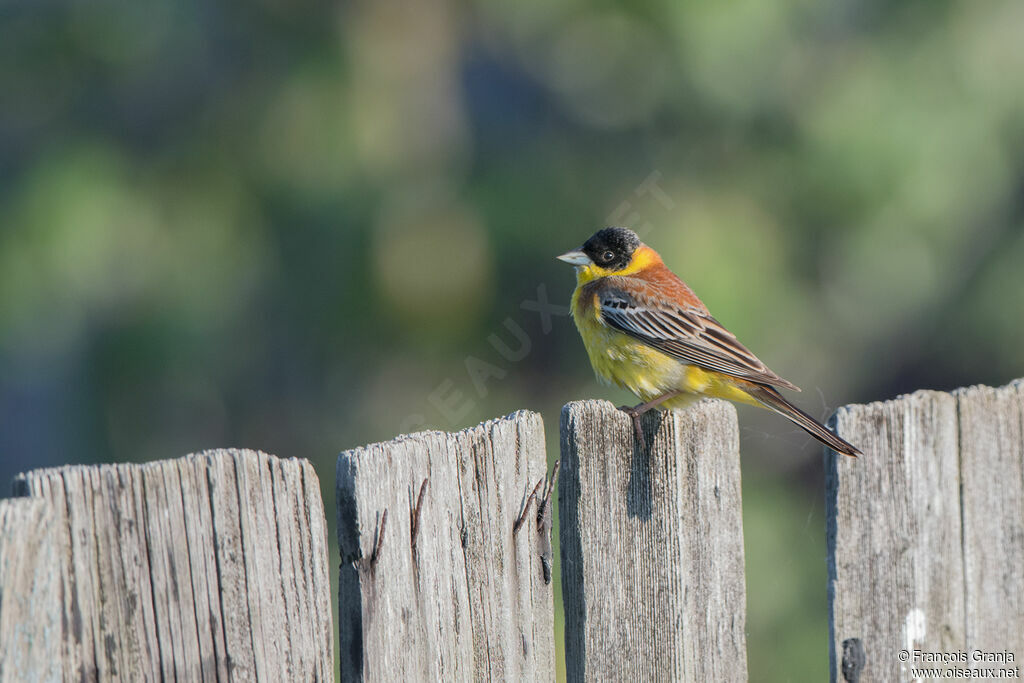 Black-headed Bunting male adult breeding