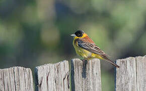 Black-headed Bunting