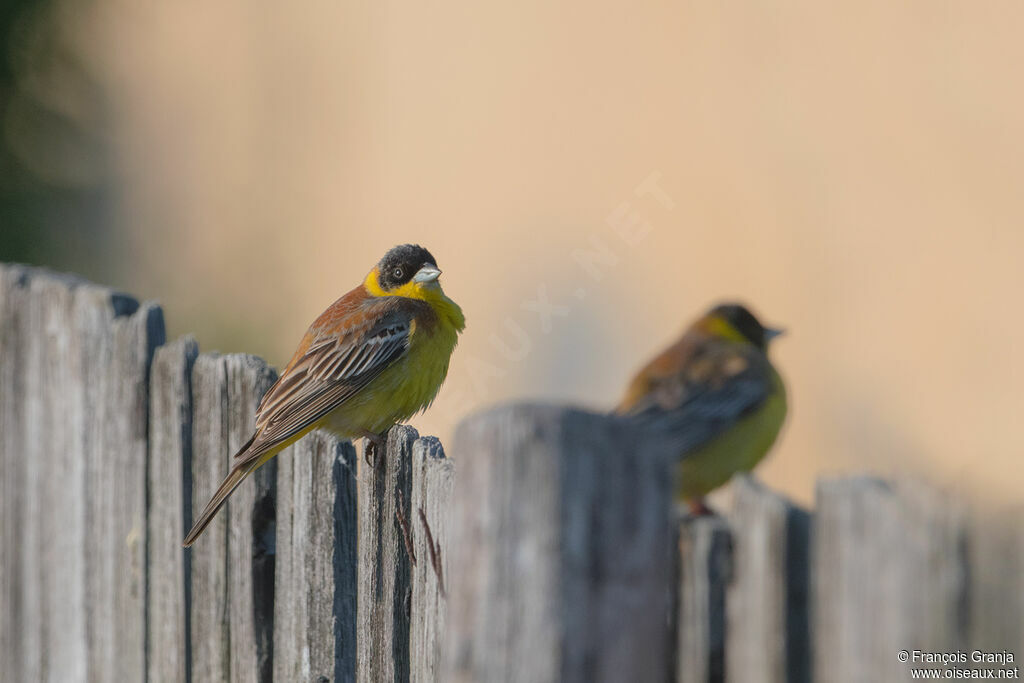 Black-headed Bunting male adult breeding