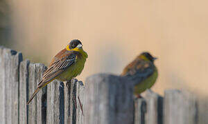 Black-headed Bunting