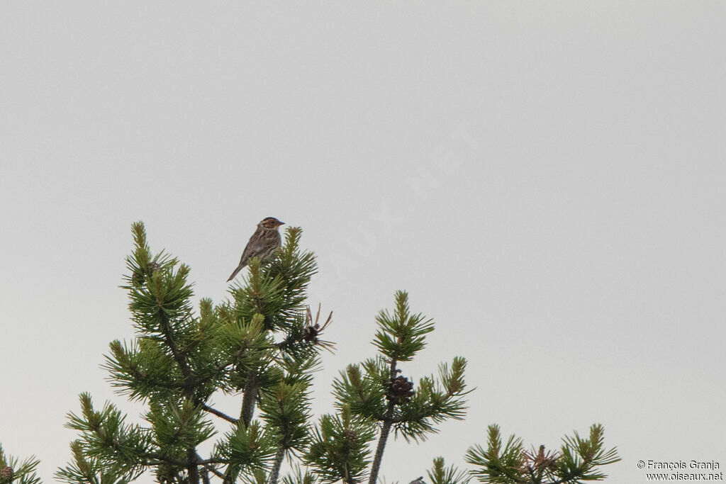 Little Bunting