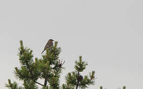 Little Bunting