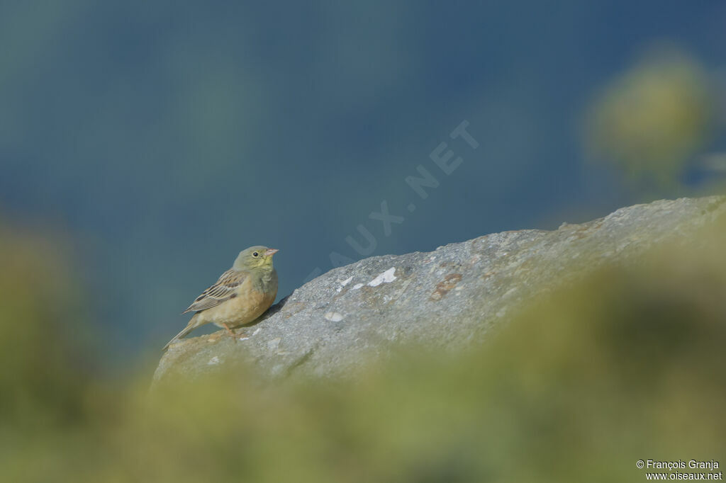 Ortolan Buntingadult