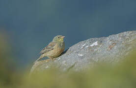 Ortolan Bunting