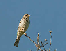 Corn Bunting