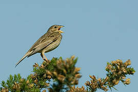 Corn Bunting