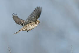 Corn Bunting