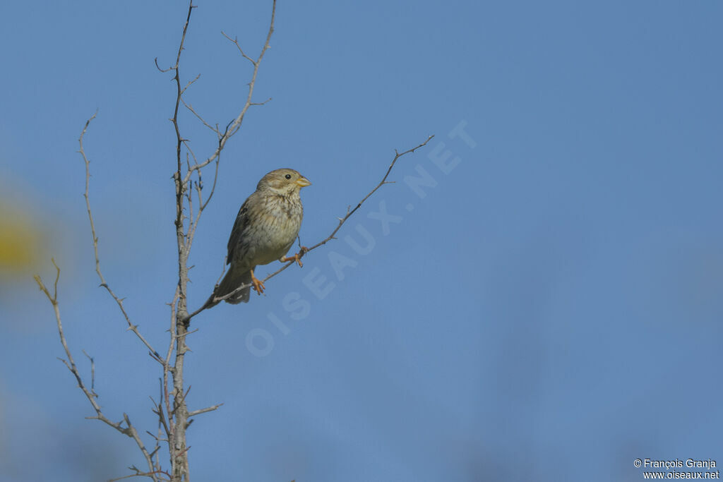 Corn Bunting