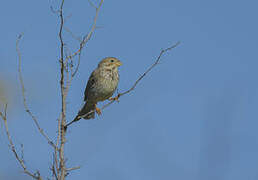 Corn Bunting