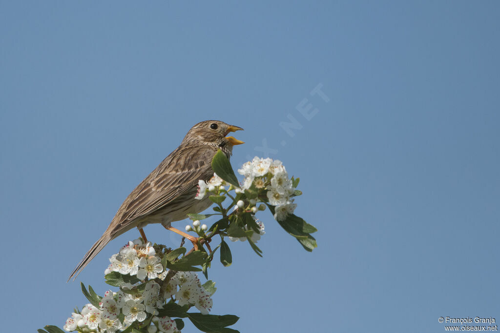 Corn Bunting