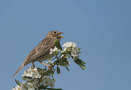 Corn Bunting