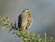 Cirl Bunting