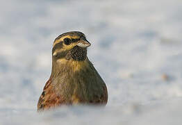 Cirl Bunting