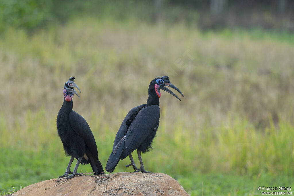 Abyssinian Ground Hornbill