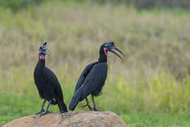 Abyssinian Ground Hornbill