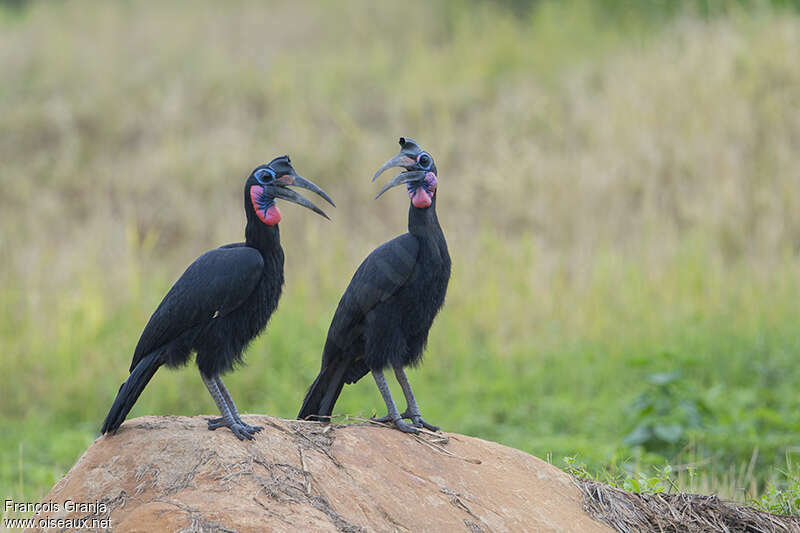 Abyssinian Ground Hornbill male adult, Behaviour