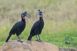 Abyssinian Ground Hornbill