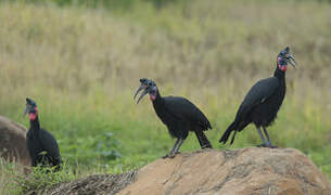 Abyssinian Ground Hornbill