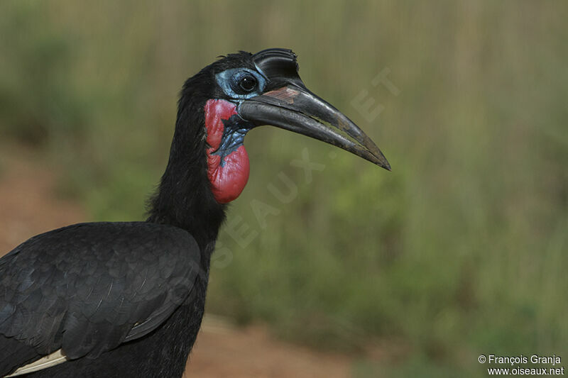 Abyssinian Ground Hornbill