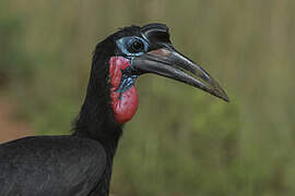 Abyssinian Ground Hornbill