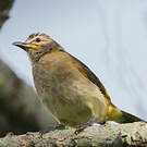 Bulbul à sourcils blancs