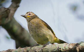 Bulbul à sourcils blancs