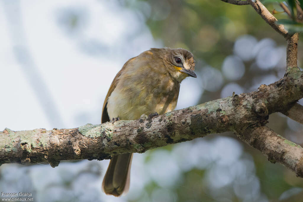 Bulbul à sourcils blancsadulte