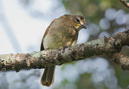 White-browed Bulbul