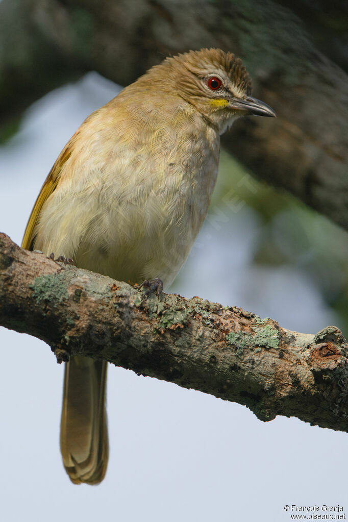 Bulbul à sourcils blancs