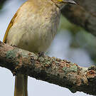 Bulbul à sourcils blancs