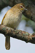 White-browed Bulbul