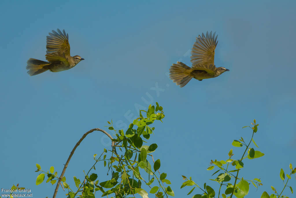 Bulbul à sourcils blancsadulte, Vol