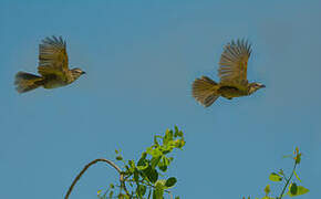 White-browed Bulbul