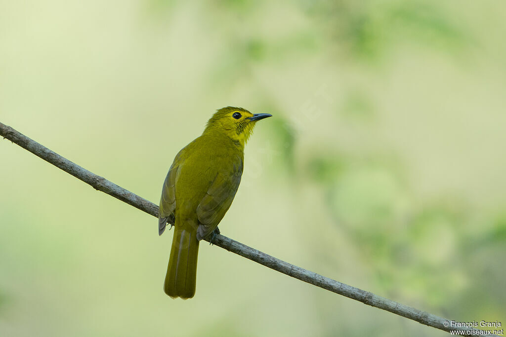 Bulbul à sourcils d'or