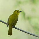 Bulbul à sourcils d'or