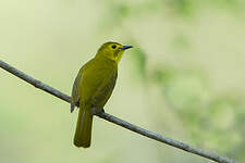 Bulbul à sourcils d'or