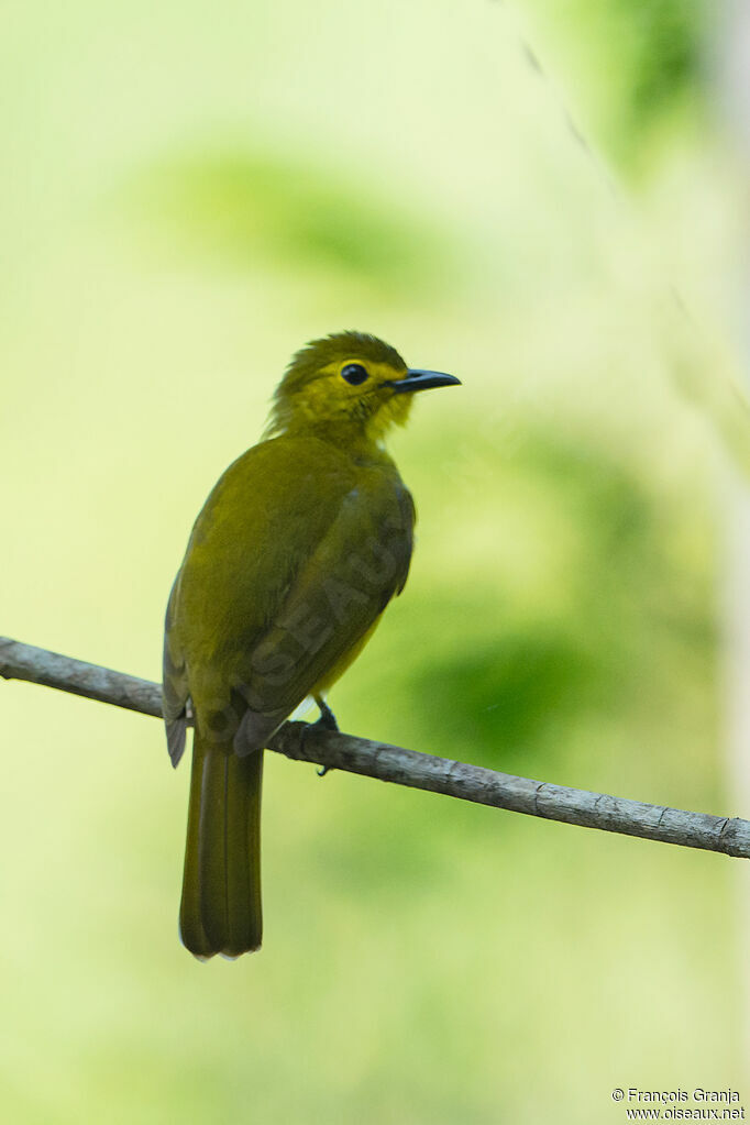 Yellow-browed Bulbul