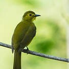 Bulbul à sourcils d'or