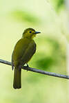 Bulbul à sourcils d'or