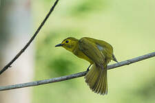 Bulbul à sourcils d'or