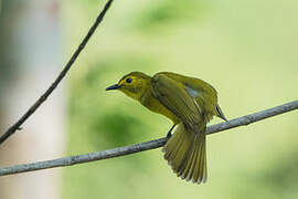 Yellow-browed Bulbul