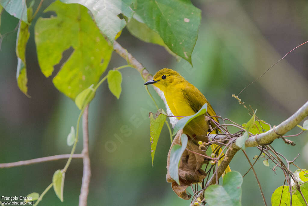 Yellow-browed Bulbuladult, habitat