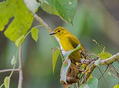 Yellow-browed Bulbul